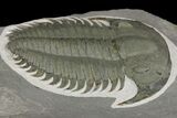 Lower Cambrian Trilobite (Longianda) - Issafen, Morocco #164513-3